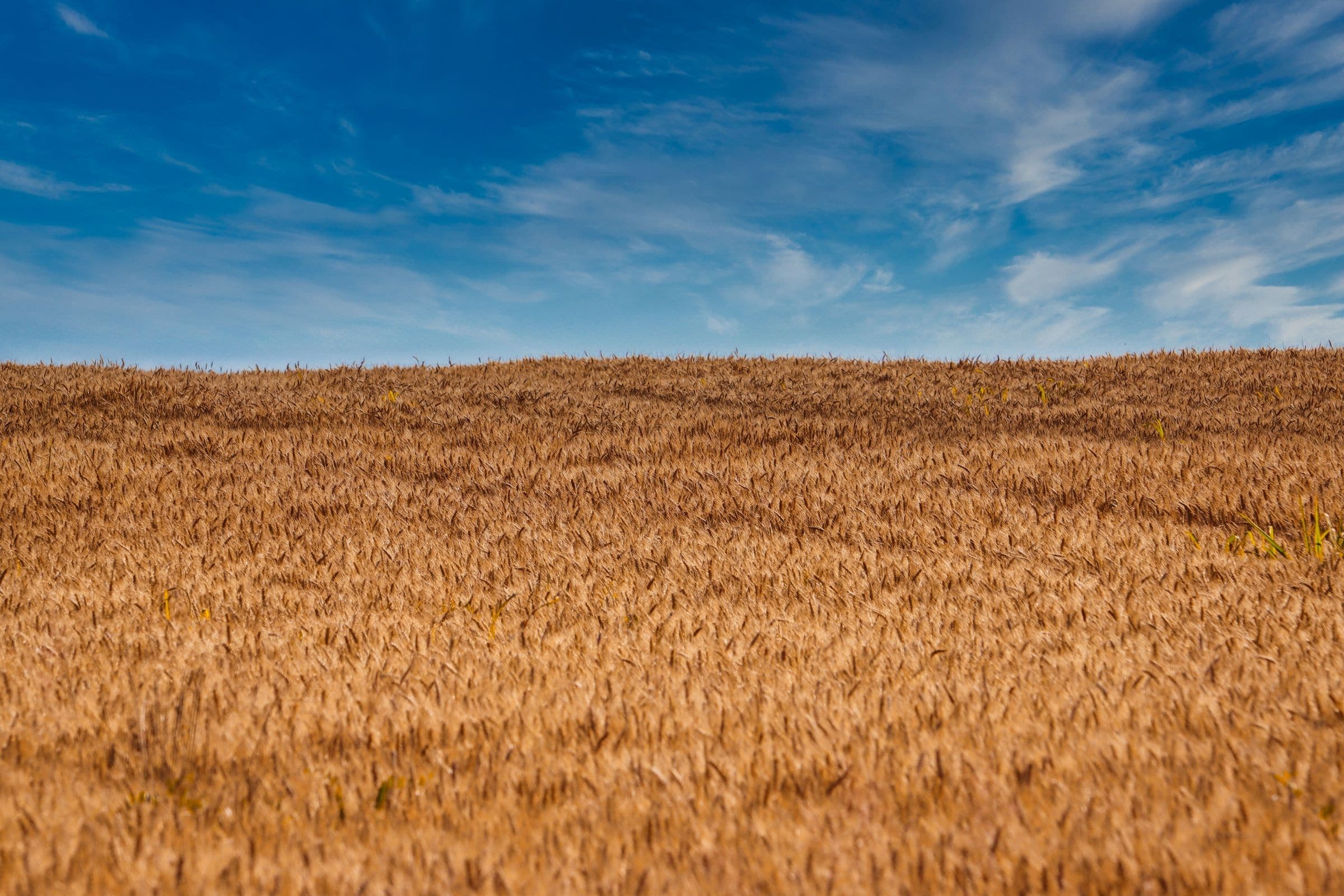 A golden wheat field under a blue sky, the kind of country we serve for towing in Grand Coulee, SK